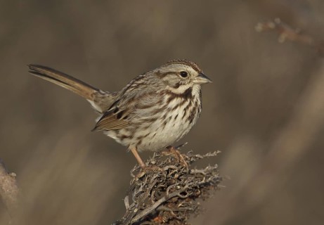 Song Sparrow (Melospiza melodia), Ohio, USA