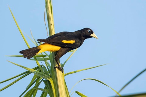 Yellow-rumped Cacique (Cacicus cela), Bolivia