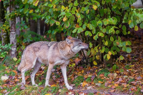A gray wolf (Canis lupus lupus) walks along the edge of a forest and sniffs the leaves of a tree
