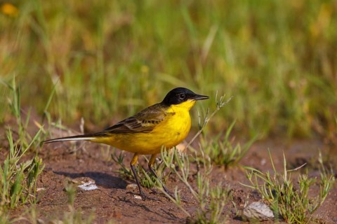 Western Yellow Wagtail (Motacilla flava feldegg), Greece