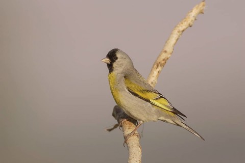 Lawrence's Goldfinch (Spinus lawrencei) male, California, USA