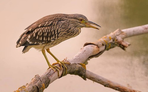 Juveniler Nachtreiher auf seinem Ansitzast