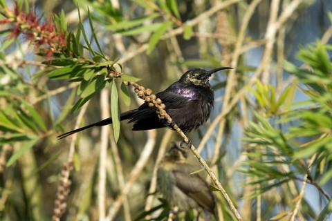 Tacazze Sunbird (Nectarinia tacazze tacazze) male perched on a branch, Kafa, Ethiopia