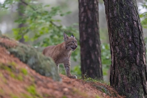 One young Eurasian lynx, (Lynx lynx), walking thru a forest. Green vegetation around him