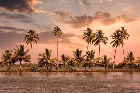 Kerala travel tourism background, Palms at Kerala backwaters. Allepey, Kerala, India on sunset.