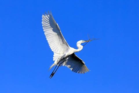 Great Egret (Ardea alba), adult, flying, with nesting material, St. Augustine, Florida, USA, North