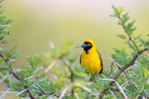 Masked weaver, (Ploceus velatus), family of weaverbirds, perching site, Mountain Zebra National