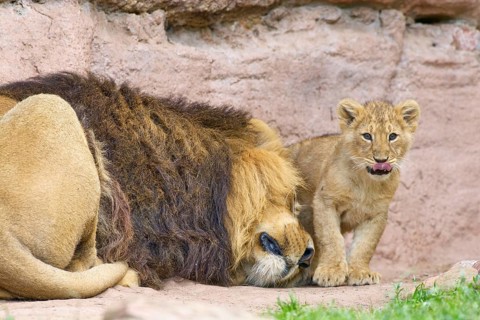 A lion lies relaxed next to an attentive lion cub in a natural environment, captive, Germany