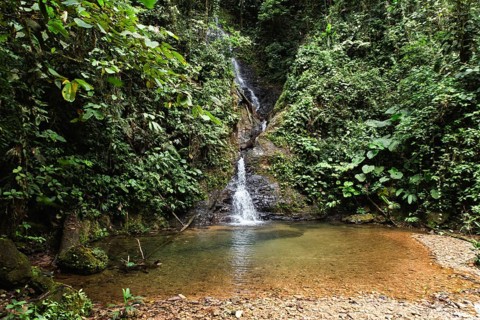 Serene cascading waterfall in a lush, dense jungle setting within the Choco Andino rainforest in