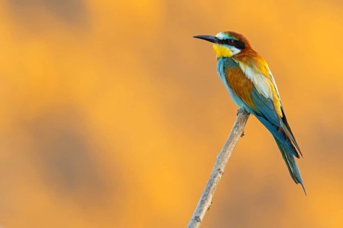 Bee-eater, (Merops apiaster), individual, perch, Bad Dürkheim district, Rhineland-Palatinate,