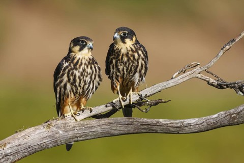Eurasian Hobby (Falco subbuteo) pair, Carinthia, Austria