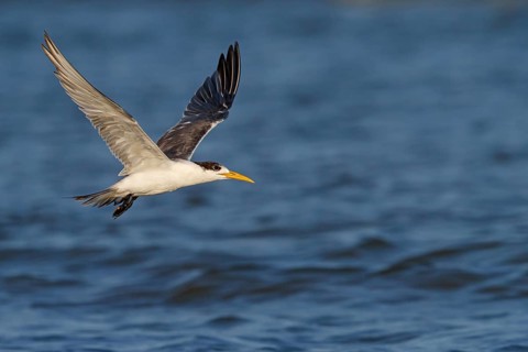 Caspian Tern, flight photo, (Thalasseus bergii), East Khawr / Khawr Ad Dahariz, Salalah, Dhofar,