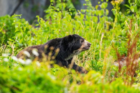 American black bear (Ursus americanus), lying in the busches, captive, Zoo Augsburg, Bavaria,