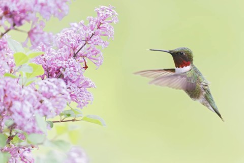 Ruby-throated Hummingbird (Archilochus colubris) male flying, Ontario, Canada