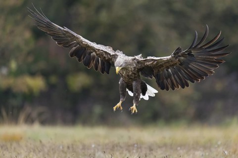 White-tailed Eagle (Haliaeetus albicilla) flying, Kutno, Poland