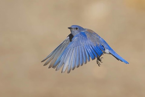 Western Bluebird (Sialia mexicana) male flying, California, USA