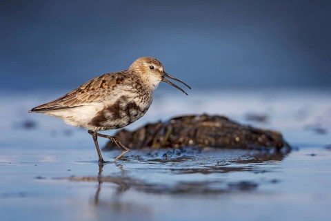 Dunlin (Calidris alpina) Transition from breeding dress to light dress, snipe bird, foraging on