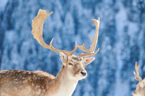 European fallow deer (Dama dama) buck portrait in the mountains in tirol, snow, Kitzbühel, Wildpark