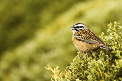 Rock Bunting (Emberiza cia) male, Avila, Spain