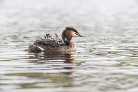 Great Crested Grebe (Podiceps Scalloped ribbonfish) with juveniles, Emsland, Lower Saxony, Germany