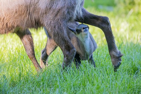 One adult female chamois (Rupicapra rupicapra) suckles her baby standing on a meadow
