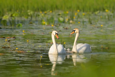 Mute swans (Cygnus olor), juveniles, water, Lower Austria