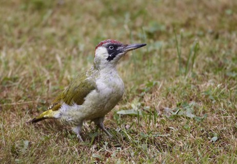 European Green Woodpecker (Picus viridis) juvenile female foraging, Mecklenburg-Western, Pomerania,