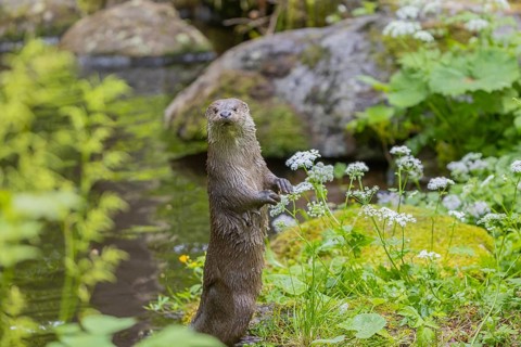 One Eurasian otter (Lutra lutra), standing tall on a mossy rock, watching something. Green