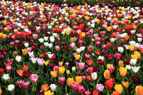 Many colourful tulips in one area