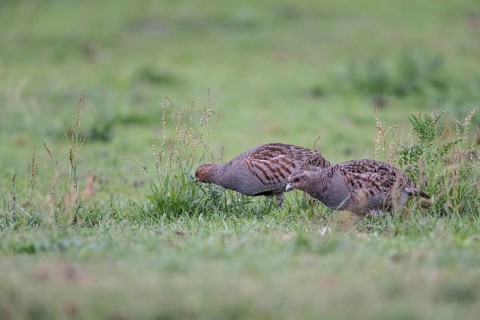 Gray partridges (Perdix perdix), Emsland, Lower Saxony, Germany