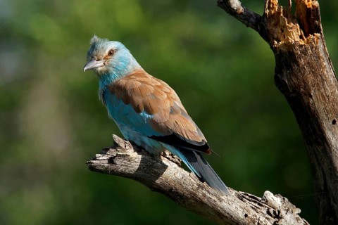 South Africa, Krüger NP, Fork Racke on Sitting Station, Coracias Caudatus, Krüger National Park
