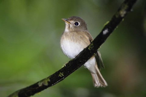 Brown-breasted Flycatcher (Muscicapa muttui), Sri Lanka