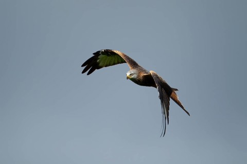 Red kite (Milvus milvus) adult bird of prey in flight, Wales, United Kingdom