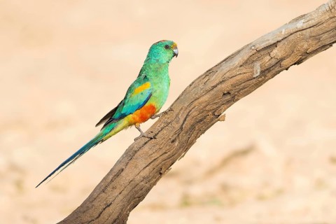 Mulga Parrot (Psephotellus varius) male perched on a branch, Queensland, Australia