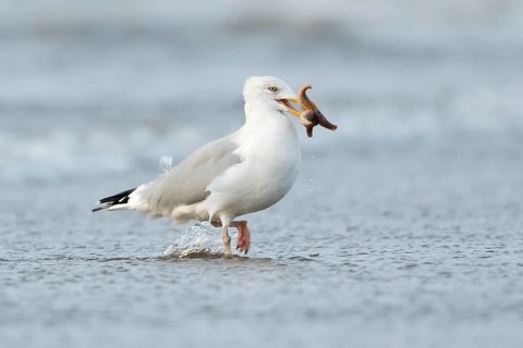 European Herring Gull (Larus argentatus) with starfish in its beak, North Holland, Netherlands