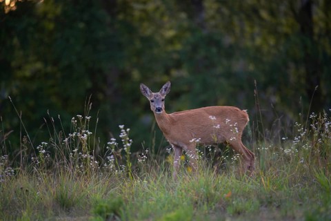 Roe deer (Capreolus capreolus) attentive in a forest clearing near an evening stroll, Tyrol,