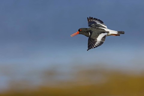 Oystercatcher, (Haematopus ostralegus), animals, birds, flight recording, wader, gull, alcove bird,