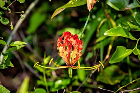 Red and yellow gloriosa lily framed by lush green foliage in the jungle, a crown of glory at