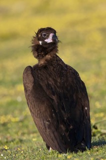 Cinereous Vulture (Aegypius monachus), Castile-La Mancha, Spain