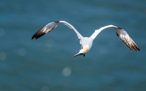 Northern Gannet, Morus bassanus, bird in flight over sea, Bempton Cliffs, North Yorkshire, England,