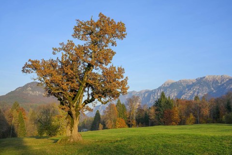 Old oak with autumn leaves, Borgo Valsugana, Valle di Sella, Trentino, Italy