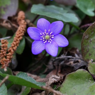 Liverwort (Hepatica nobilis), blue flower in a beech forest, close-up, inflorescence, early