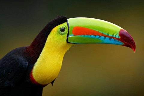Mexico wildlife. Keel-billed Toucan, Ramphastos sulfuratus, bird with big bill sitting on branch in
