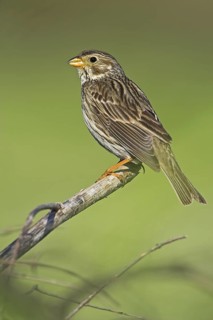 Corn Bunting (Emberiza calandra), Bulgaria