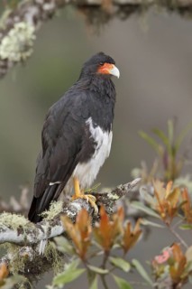 Mountain Caracara (Phalcoboenus megalopterus) perched on a branch in Bolivia, South America