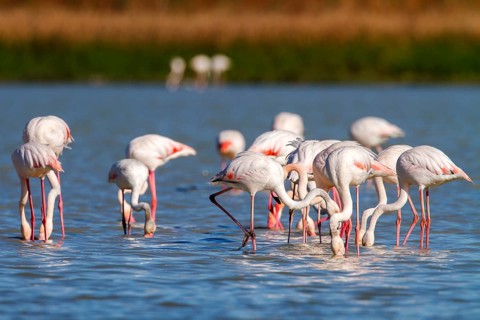 Greater Flamingo (Phoenicopterus roseus), Castile-La Mancha, Spain