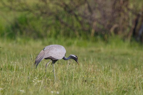 Demoiselle Crane (Grus virgo) foraging, Greece