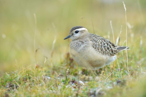 Eurasian Dotterel (Charadrius morinellus) juvenile, Abruzzo, Italy