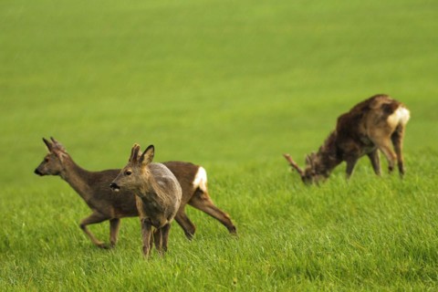 European roe deer (Capreolus capreolus) fawn with short velvet horns, doe and buck with swept horns