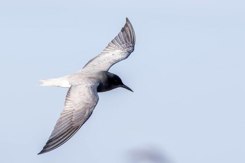 Black Tern (Chlidonias niger) flying, Romania